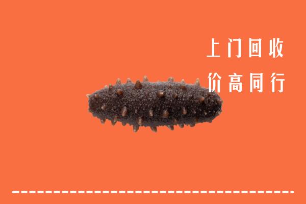 自贡市沿滩回收海参